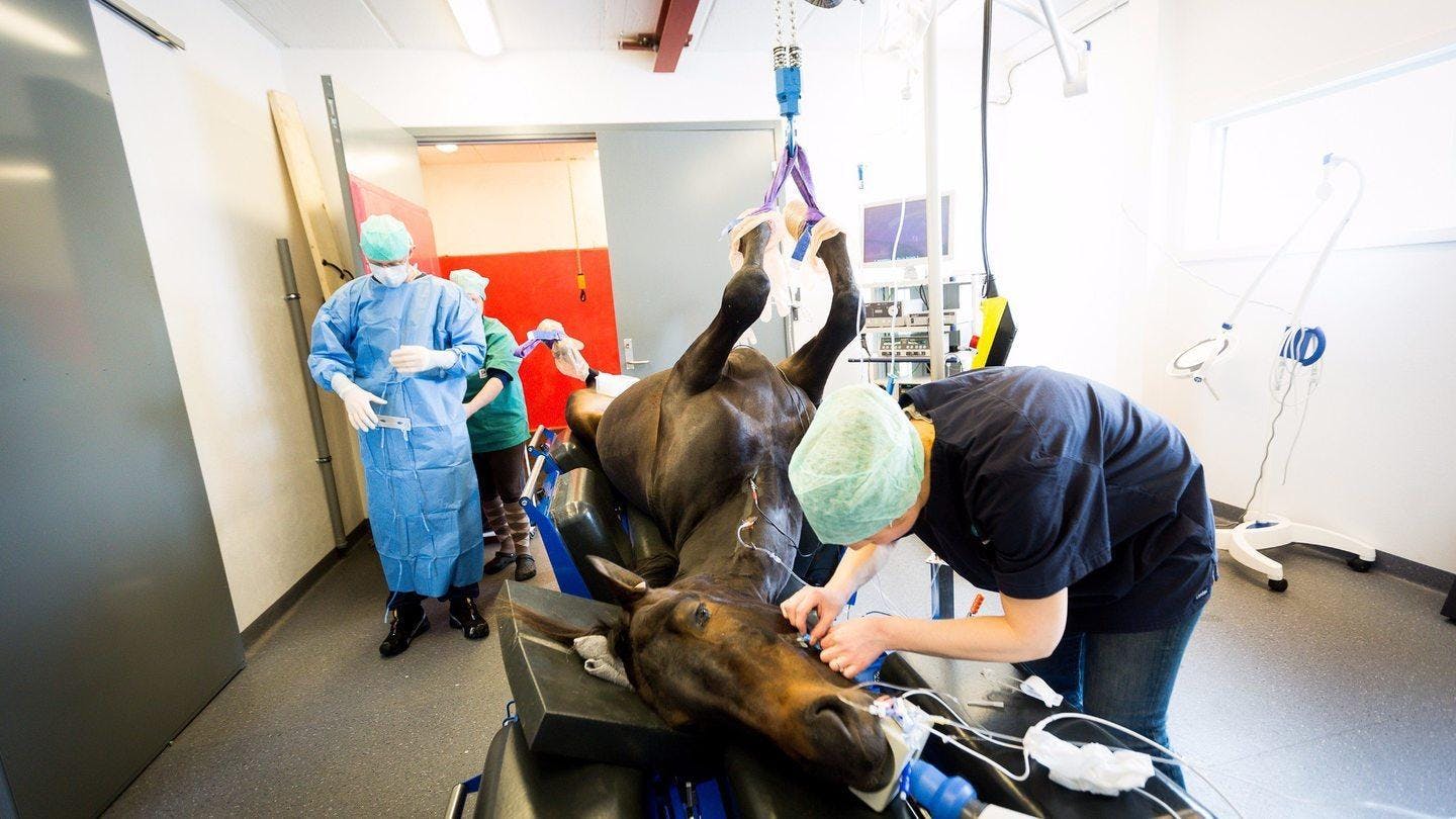 Hest i anestesi